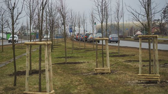 drzewa przy al. Macieja Płażyńskiego w Gdańsku