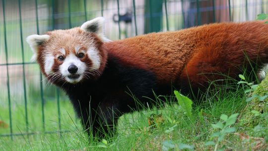 pandka ruda