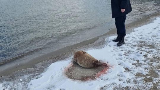 Foka na plaży w Gdyni