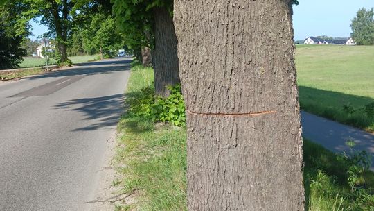 Ktoś podciął 13 drzew w gminie Sierakowice! Policja szuka sprawców i prosi o pomoc