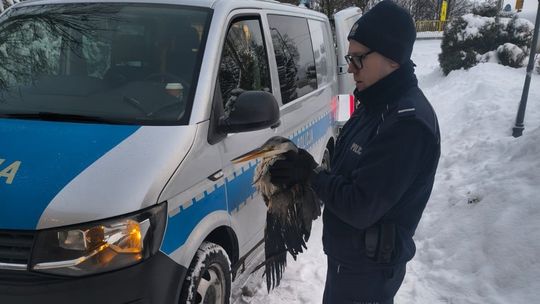 akcja ratunkowa czapli, Radunica