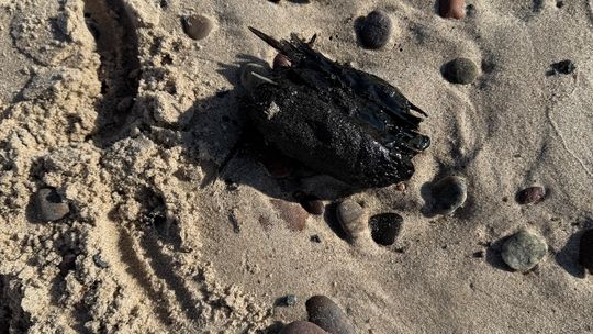Alert RCB. Chodzi o plaże w Ustce i tajemniczą substancję