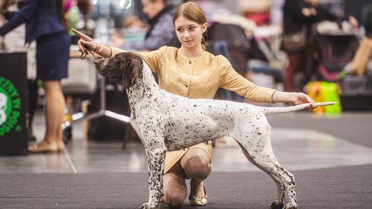 AmberExpo pełne czworonogów. Trwa Międzynarodowa Wystawa Psów Rasowych AmberExpo pełne czworonogów. Trwa Międzynarodowa Wystawa Psów Rasowych