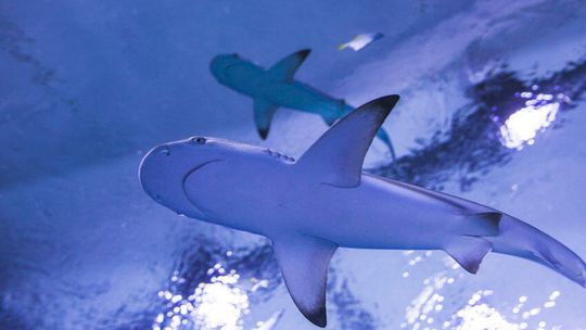 Aquapark Reda: Śmierć ryb to splot nieszczęśliwych okoliczności