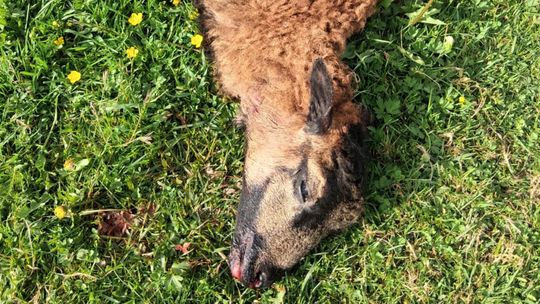 zagryziona owca w gospodarstwie w Nowym Wiecu