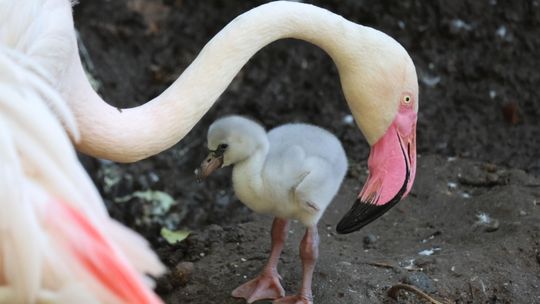 Baby boom w gdańskim zoo! Urodziły się flamingi i niezwykle rzadkie podgorzałki