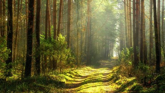 Będzie Kaszubski Park Narodowy? Ostatnie dni na podpisanie apelu. Gminy mogą zarobić miliony!