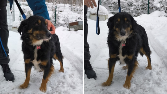 Bił psa łopatą do odśnieżania. Zwierzę trafiło do schroniska