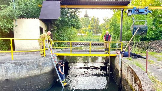 Bóbr szukał przygód w Gdańsku, lecz utknął w kanale. Uratowały go służby