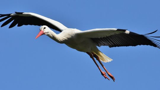 Jesień idzie? Bociany opuszczają Polskę