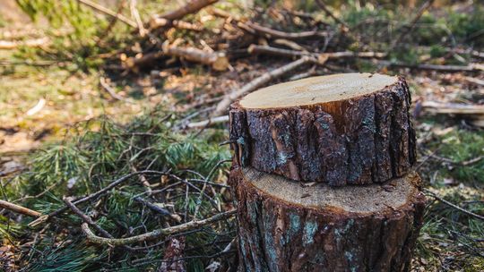 Były burmistrz Debrzna pójdzie do więzienia za wycinkę drzew? Były burmistrz Debrzna pójdzie do więzienia za wycinkę drzew?