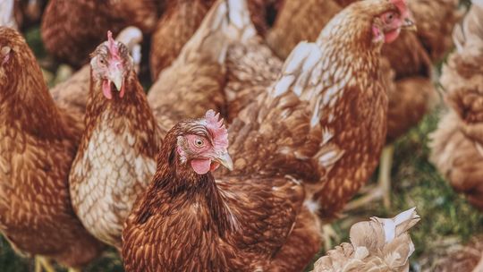 VIII Pomorskie Forum Drobiarskie w Chmielnie – najważniejsze wydarzenie branży drobiarskiej na Pomorzu