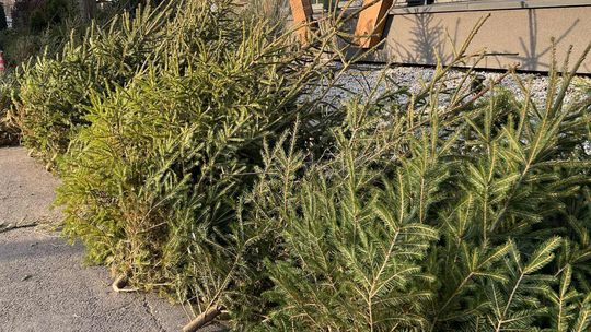 Oddaj krew i odbierz choinkę. Akcja „Choinka dla życia” trwa również na Pomorzu