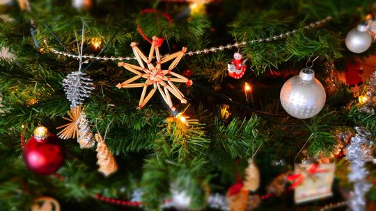 Choinka nie urwała się z choinki. Na Kaszuby prawdopodobnie trafiła z Żuław