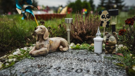 Pamiętajmy także o naszych czworonożnych przyjaciołach. Odwiedzamy cmentarz dla zwierząt w Gdańsku