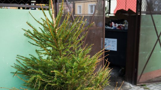Co zrobić z choinką po świętach? Do końca lutego w Gdańsku trwa bezpłatny odbiór Co zrobić z choinką po świętach? Do końca lutego w Gdańsku trwa bezpłatny odbiór