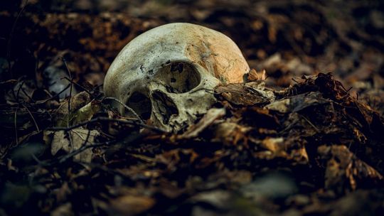 Dolina Śmierci w Chojnicach kryje dowody ludobójstwa z czasów II wojny światowej