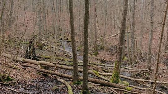 Pomorze ma kolejny rezerwat przyrody. Co to oznacza dla spacerowiczów?