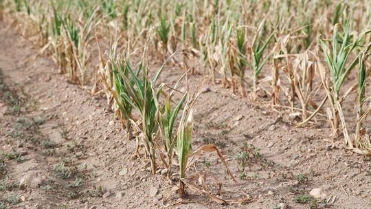 susza, zdjęcie ilustracyjne