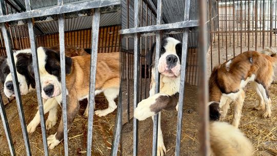Dramat w hodowli bernardynów. Członkini Związku Kynologicznego w Gdyni zawieszona Dramat w hodowli bernardynów. W garażu znaleziono 16 zagłodzonych psów