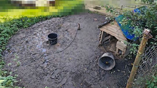 Dramat zwierząt. Policja i OTOZ Animals odebrały trzy psy przebywające w koszmarnych warunkach