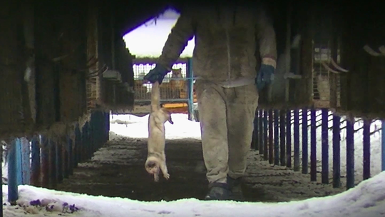 dratyczne traktowanie zwierząt na fermie norek i lisów w Leźnie