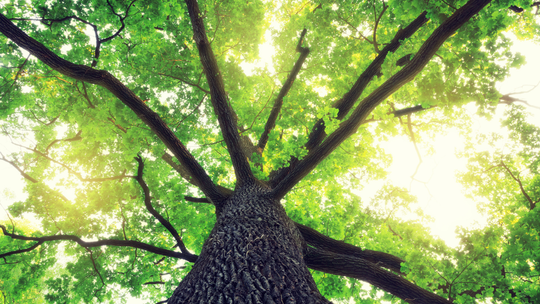 Drzewo z parku w Sztumie kandydatem na Pomnik Przyrody. Czeka na imię