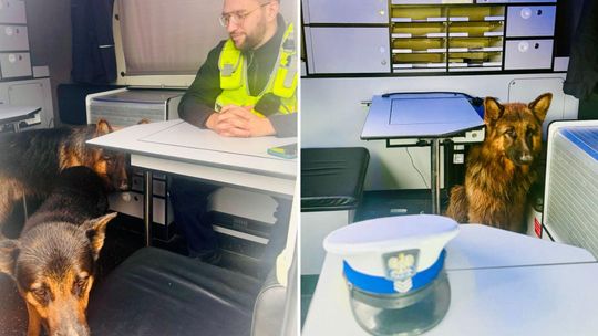 Słupsk: Dwa owczarki niemieckie biegały po trasie S6. Policja wstrzymała ruch