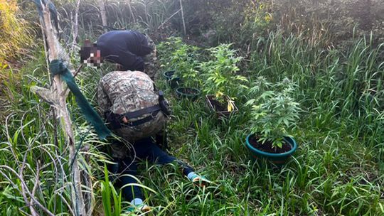 Dwaj mężczyźni zatrzymani za nielegalną uprawę konopi w lesie, na trenie gminy Ustka
