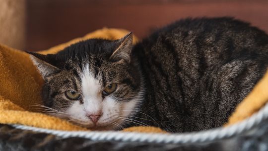 kot, schronisko dla bezdomnych zwierząt w Gdańsku