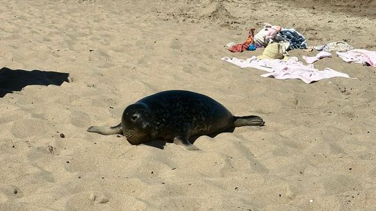 foka na plaży w Gdańsku-Brzeźnie
