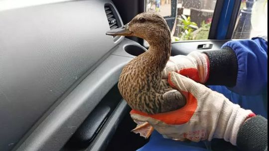 Gdańsk: Jelonek pływał w kanale, kaczuszki utknęły w rynnie
