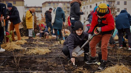 sadzenie mikrolasu na Jasieniu, Gdańsk 2023