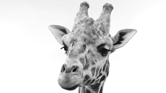 Gdańskie zoo żegna Akiego. Nie żyje samiec żyrafy ugandyjskiej