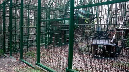Gdańskie rysie żyją w komfortowych warunkach. Jest szansa na potomstwo?