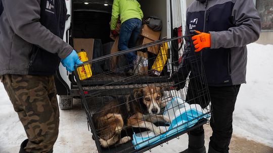pies z likwidowanego schorniska pod Radomiem