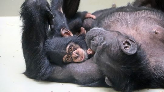 Gdańskie szympansice podbijają Wielką Brytanię. Tam znalazły nowy dom!