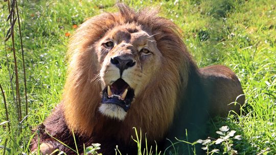 Gdańskie zoo świętuje Dzień Lwa. Karmienie, gra terenowa i zabawy dla dzieci