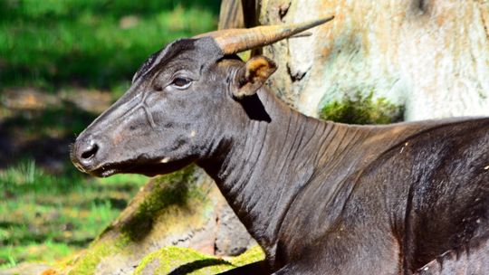 Gdańskie ZOO codziennie udostępnia dane o zwierzętach pod opieką ogrodu