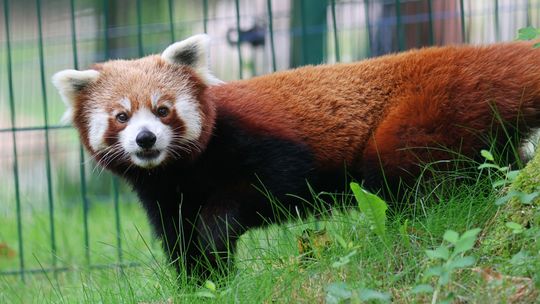 pandka ruda