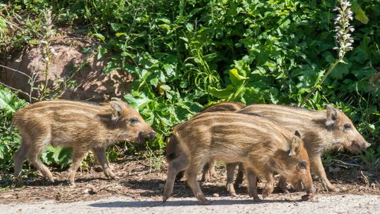 Gdynia: Dziki z Karwin miały ASF! Całkowity zakaz wstępu do lasów