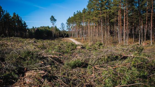 Gdynia przeciwna ochronie lasu? Kontrowersje przed spotkaniem zespołu