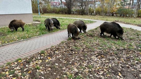 Gdyńskie pomysły na dziki pomogą w Warszawie i Gdańsku?