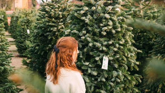 choinki, zdjęcie ilustracyjne