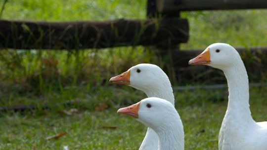 Gęś pomorska była przez lata czymś oczywistym, nieodzownym elementem naszego krajobrazu