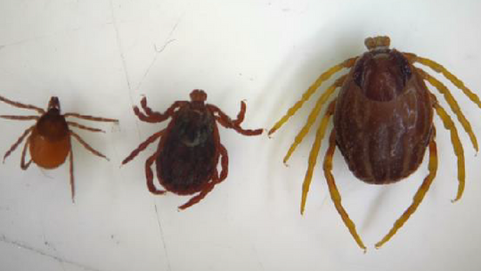 afrykański kleszcz Hyalomma (Monster tick)