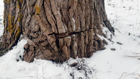 Głupota i skrajna nieodpowiedzialność. Ktoś znów podciął drzewa przy drogach