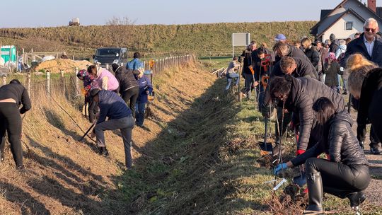 sadzenie Alei Jabłoni pamięci Mariusza Śledzia