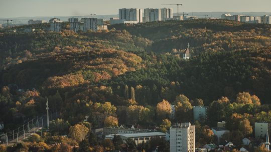 Idzie ku staremu? Spór o zakres wycinek w lasach społecznych