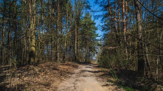 Im dalej w las, tym więcej polityki. Przed kim trzeba bronić polskie lasy?